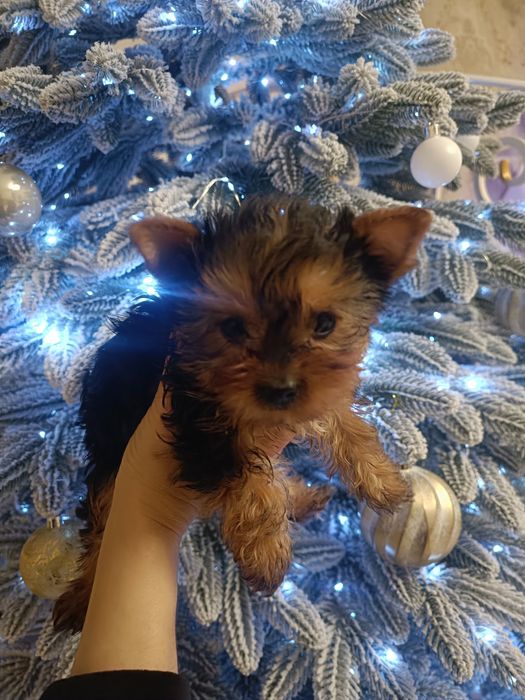 Детки как  конфетки