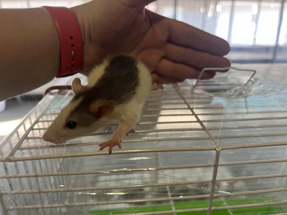 Черно-белая крыска ДАМБО (очень ручные)