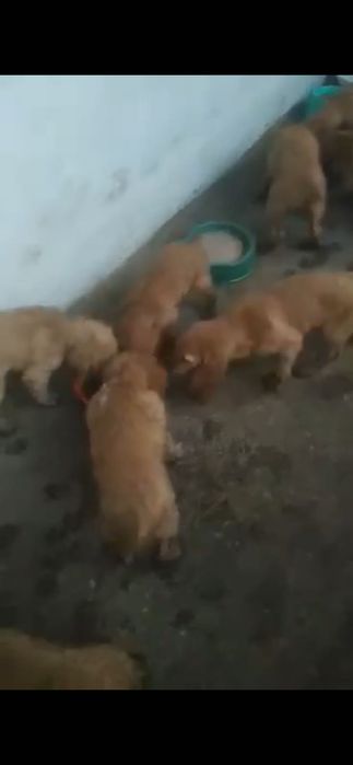 Продається Англійський Кокер-Спанієль