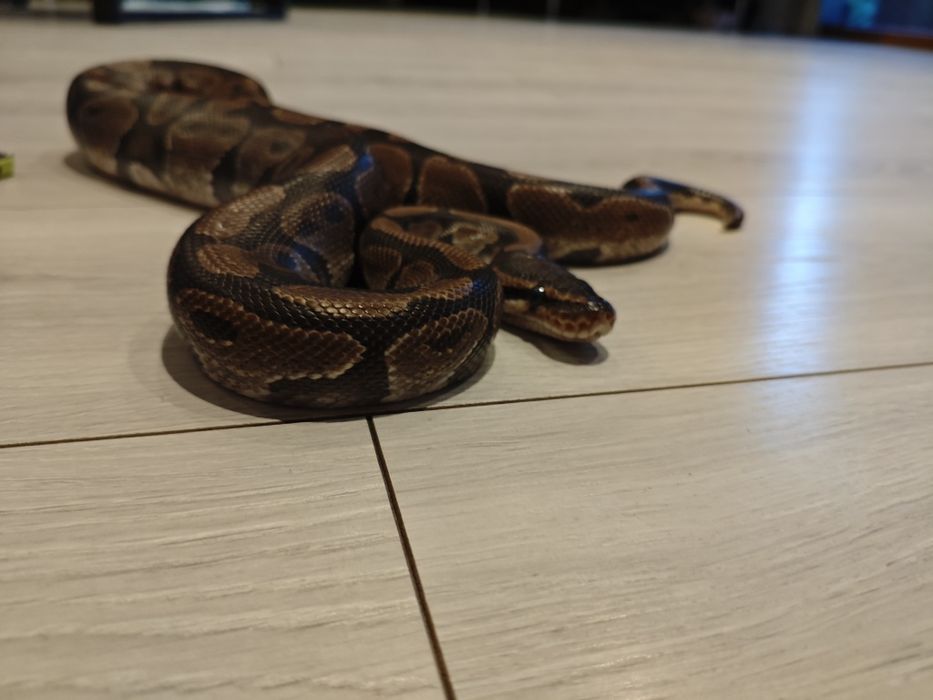 Pyton królewski około 130 cm łagodny