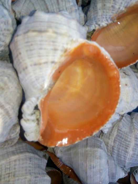 Ракушки рапаны.   .