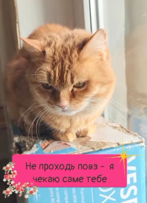 Руда кішка шукає дім