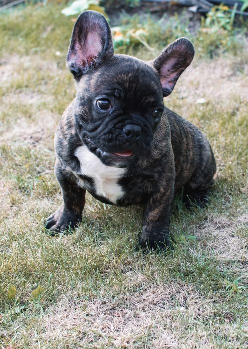 Buldog francuski-piękny piesek