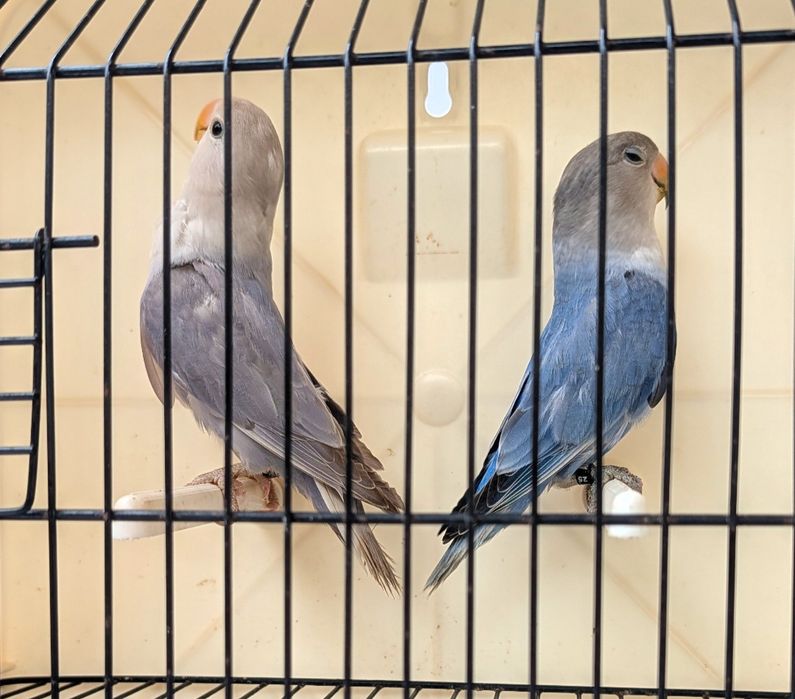 Casal roseicollis