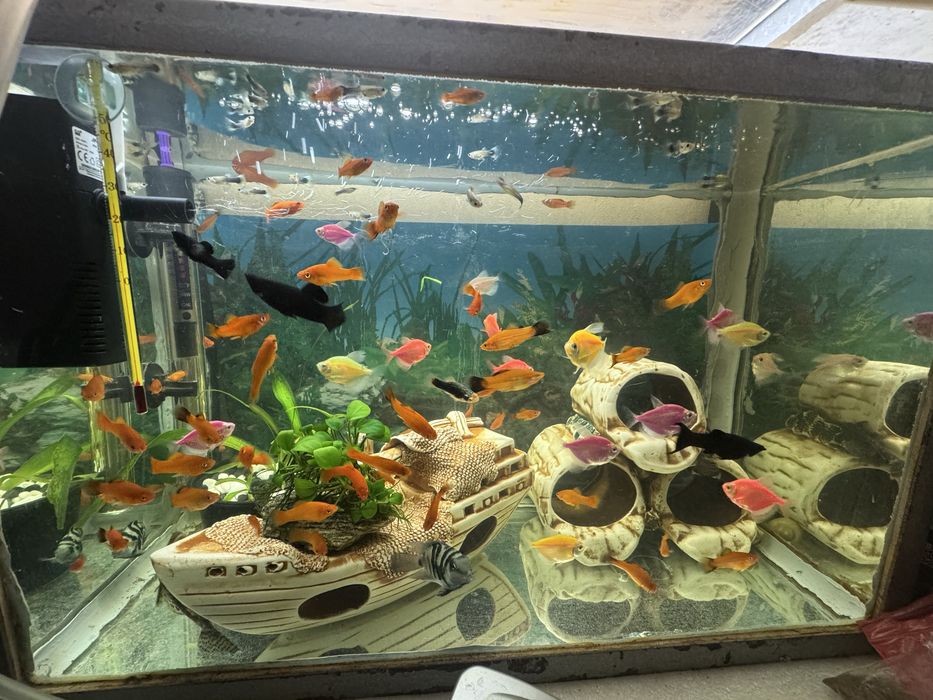 Продаються рибки