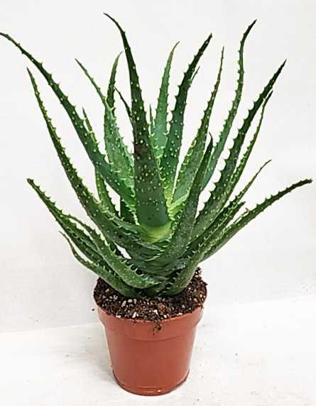 Алое - вазон у горщику.