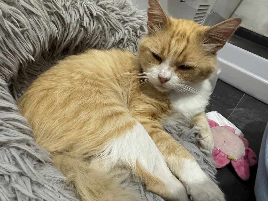 gatinho para adoção