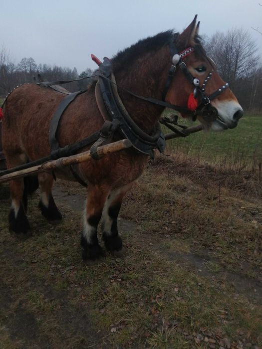Sprzedam klacz gniadą 8 lat