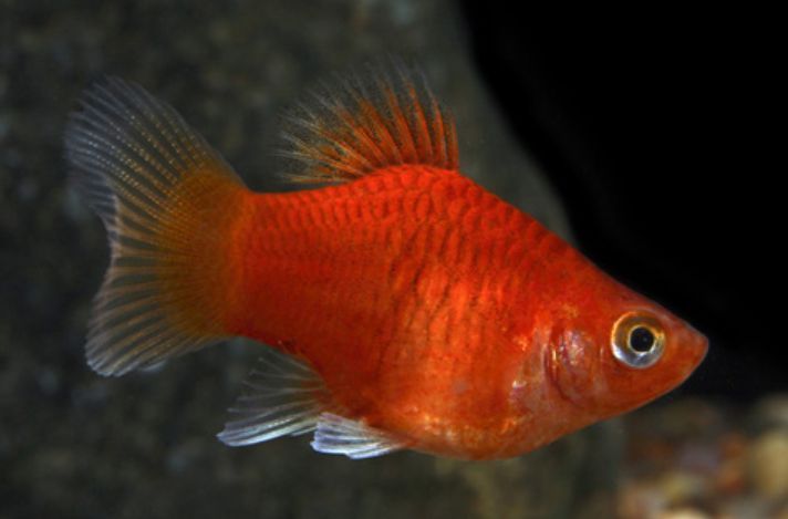 Пецилії "сунички"