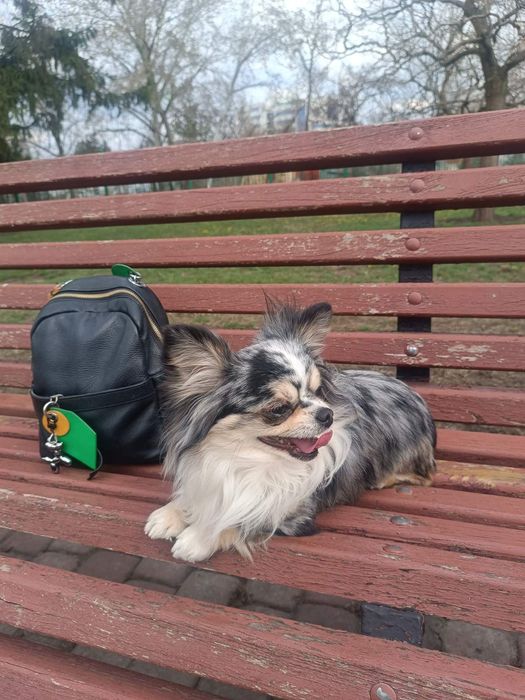 МАЛЬЧИК красавчик чихуахуа на вязку!!!