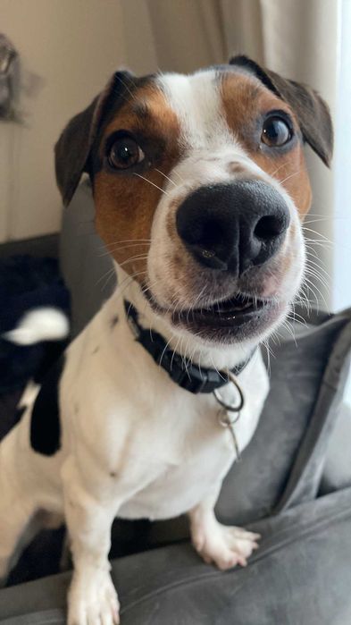 Monte, 4 letni Jack Russell Terrier szuka świadomego domu