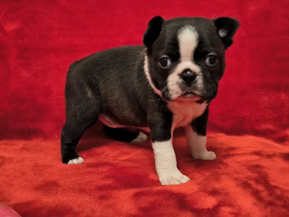 Boston Terrier śliczna suczka ZKwP/FCI