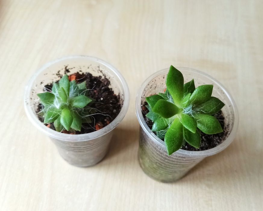 Сукуленти, кімнатні рослини