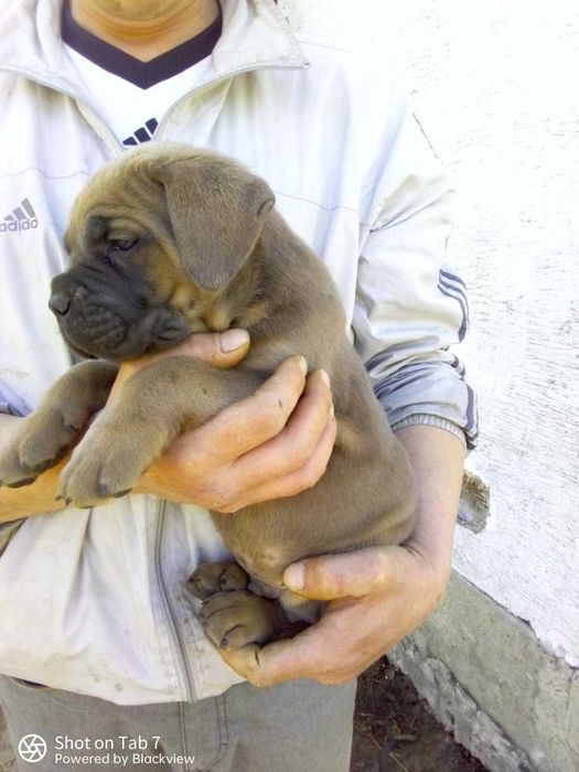 Кане корсо с отличной родословной