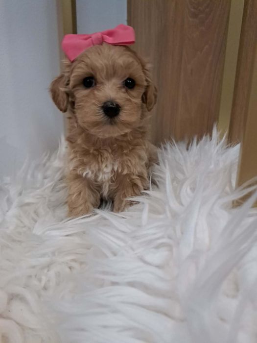 Śliczna sunia maltipoo