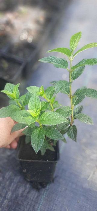 Гортензії в асортименті дворічні