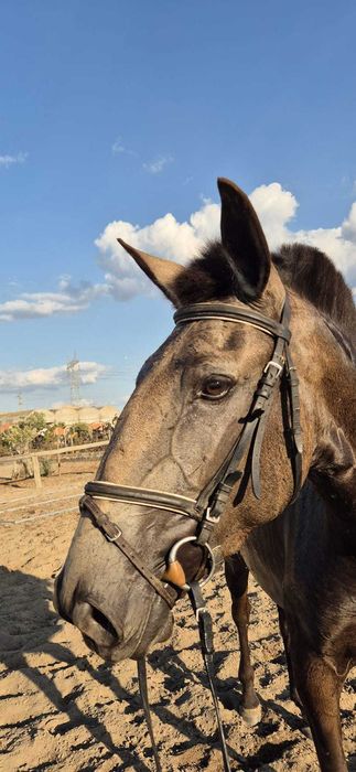 Égua nova PSL, baia, imposante