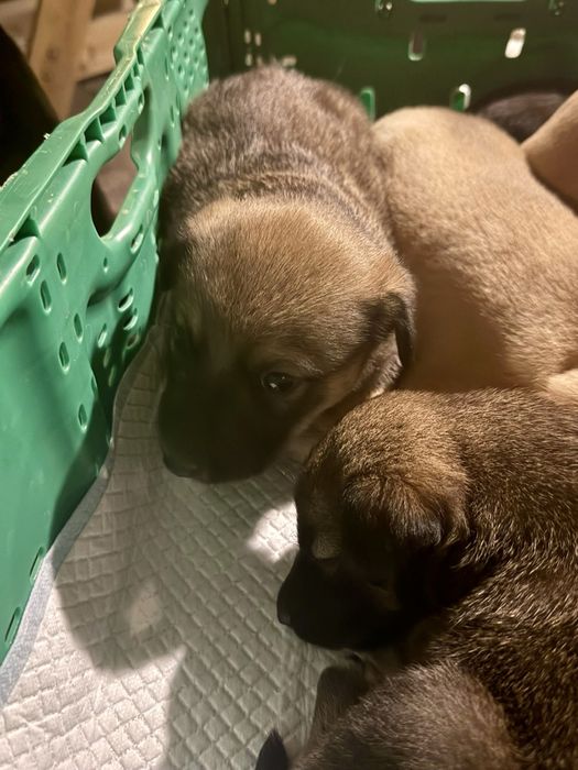 Cãezinhos bebés para adoção responsável