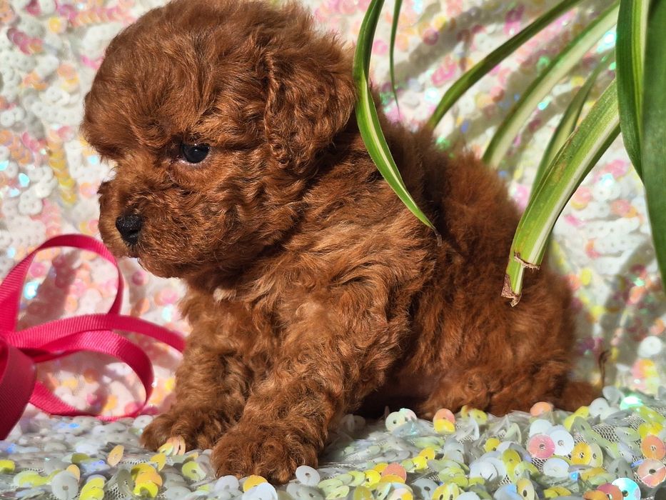Cavapoo  szczeniaczek z rodowodem