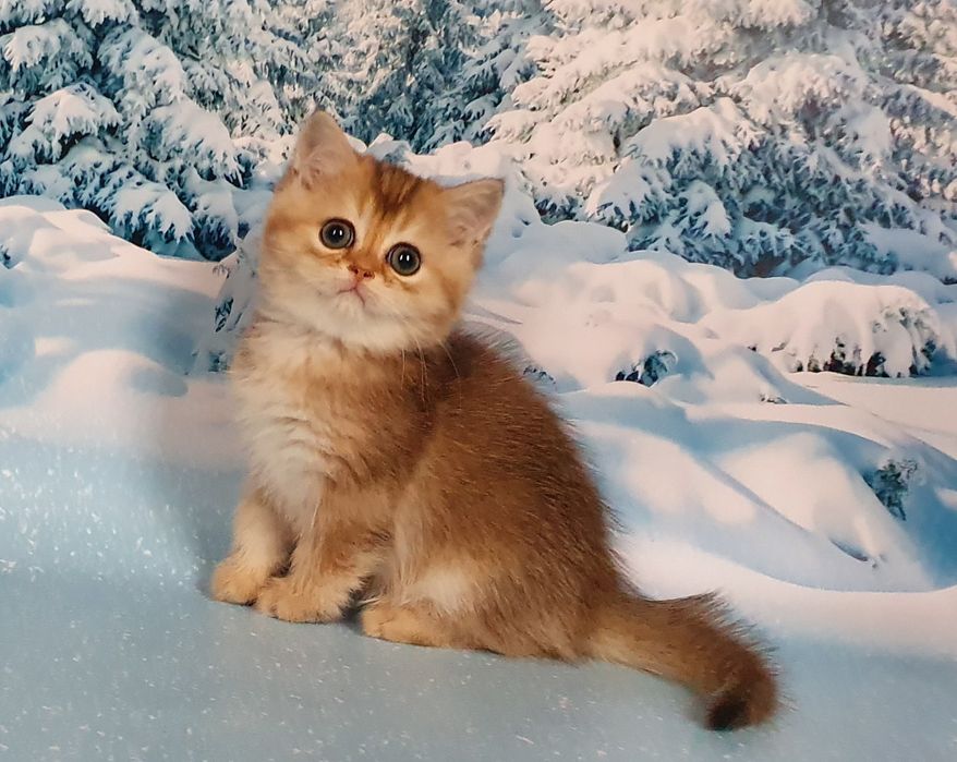 Пандора - скоттиш страйт