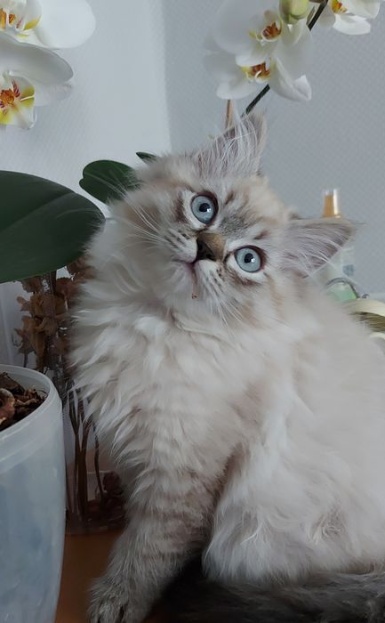Котенятка Регдол Ragdoll