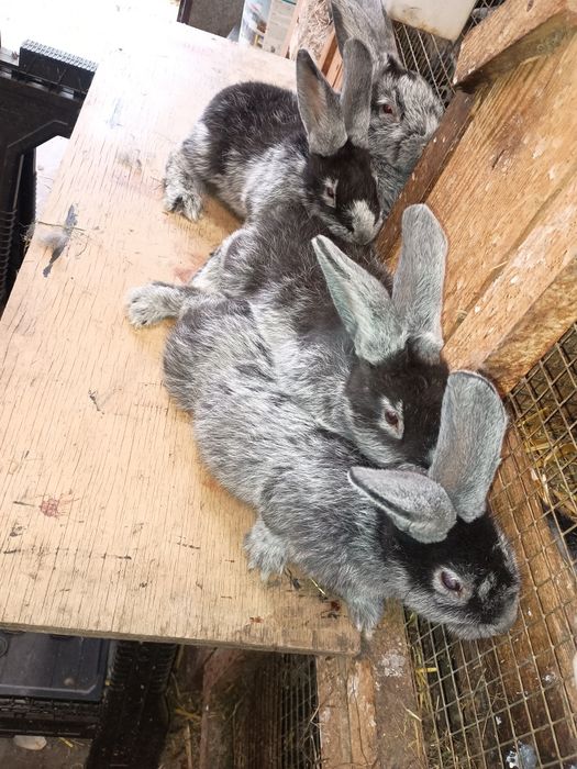 Wjs Wielki jasnosrebrzysty rodowód