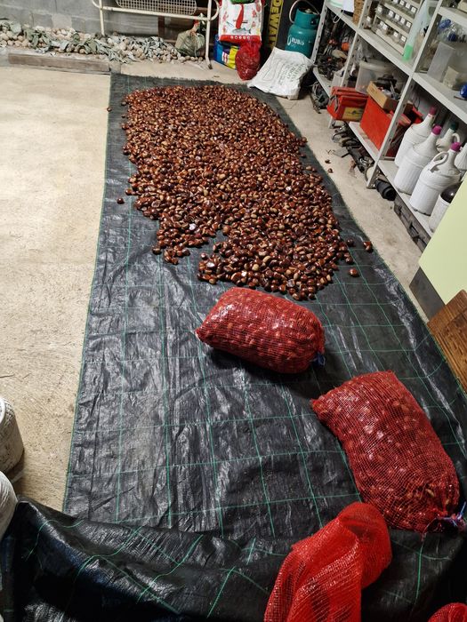Castanhas em quantidade –Procura se comprador regular