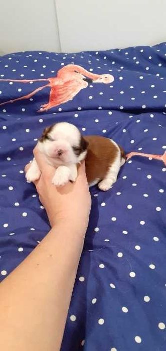 Śliczny piesek shih tzu.