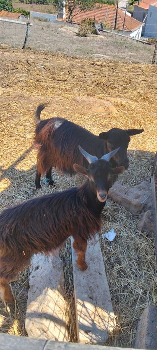 Cabras serranas e anãs
