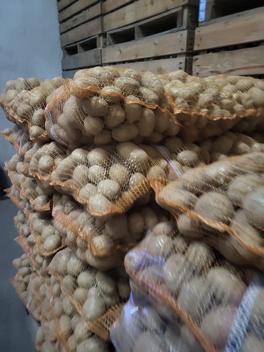 Ziemniaki soraya, Jurki, queen anna