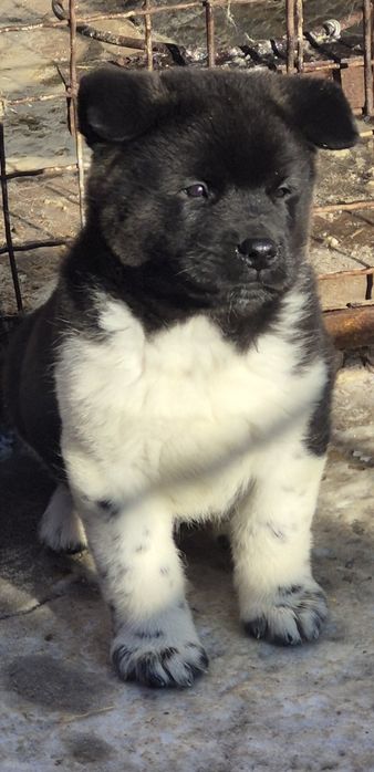 Банда Акітосиків