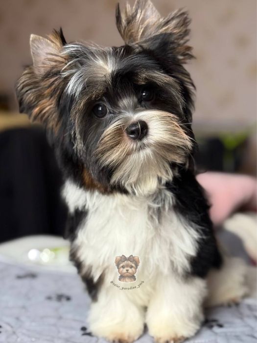 Йоркширский терьер