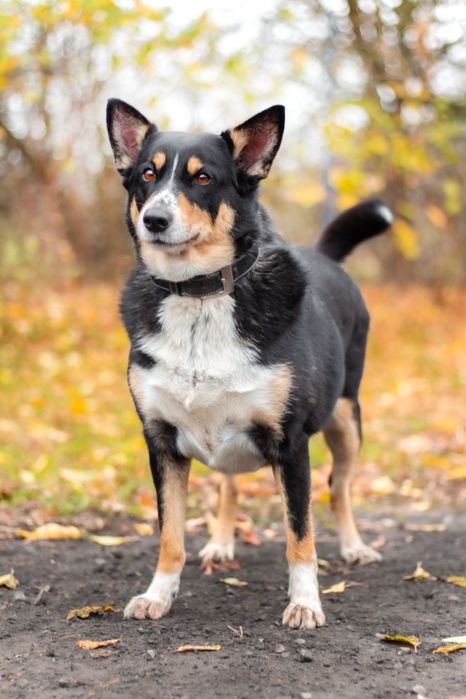 Moli w typie border collie szuka domu