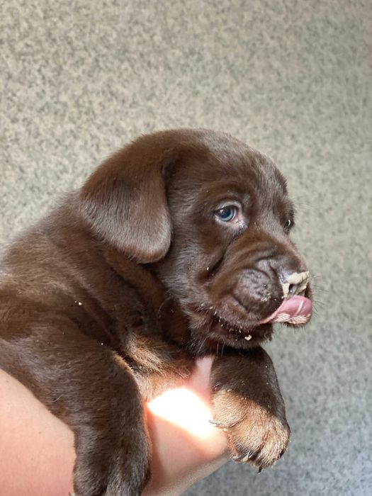 Цуценя / цуценята Лабрадора / щеня / щенята / щенок / щенки / Ретривер