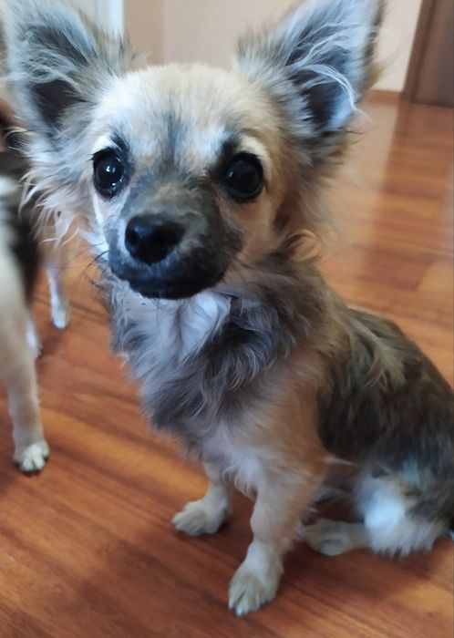 Довгошерстий міні Чіхуа-хуа хлопчик