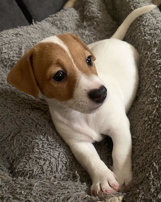 Джек Рассел Терьер- КСУ