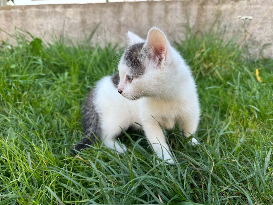 Do adopcji kotek