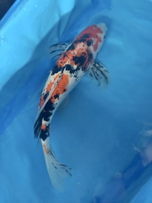 Oryginalne japońskie karpie koi