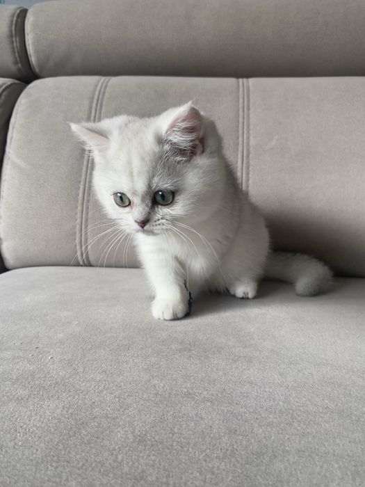 Śliczny kocurek prostouchy szkocki