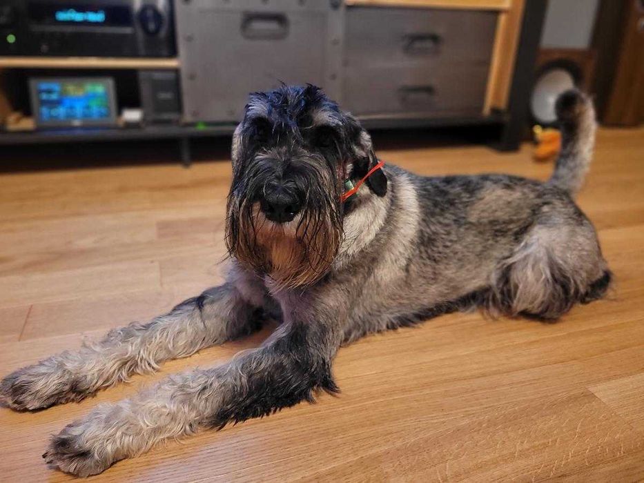 Deski podłogowe dębowe SOLID Jaune, szczotka, lakier, 10mkw