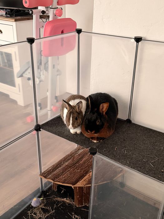 Króliki-miniaturka i podpalany