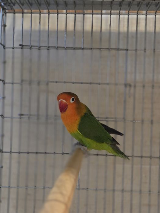 Agapornis Fischeris e Personatus