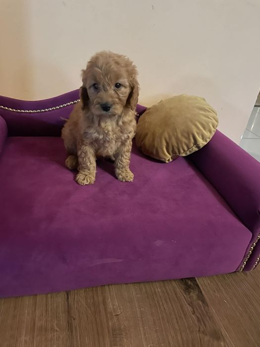 Pudel- Spaniel-Cockapoo