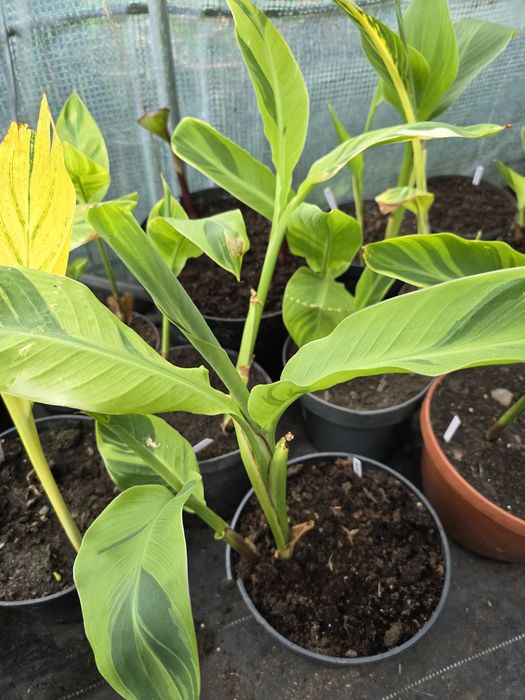 Canna Bethany  i Wolfsong