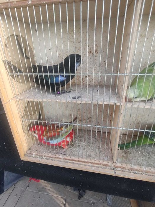 Papugi z 2025 roku różne kolory