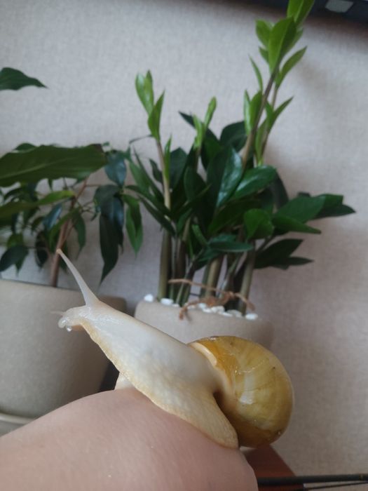 Шукають господарів