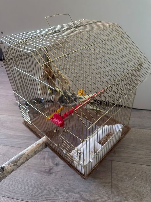 Клітка без папуги