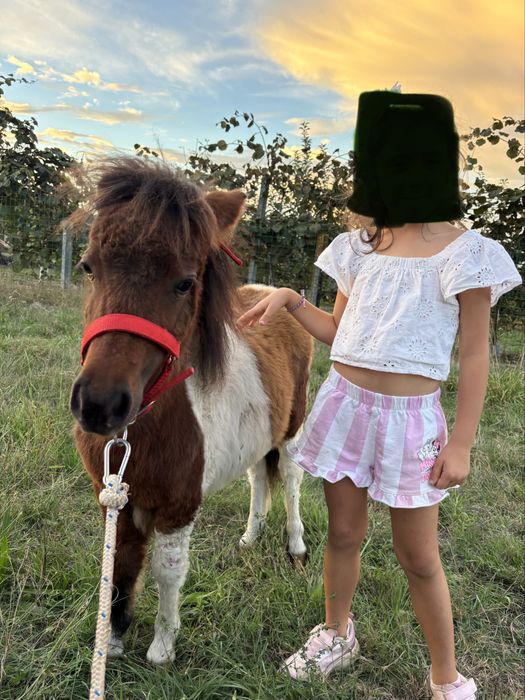 Mini ponei femea