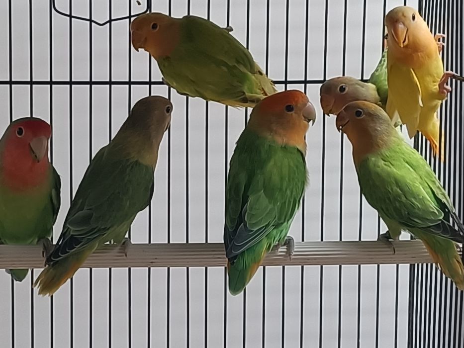 Tenho vários agapórnis roseicollis e periquitos hagoromos para cedência