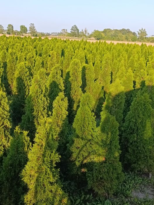 Tuja szmaragd 1,80 m